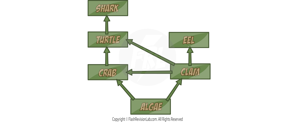 Food Web